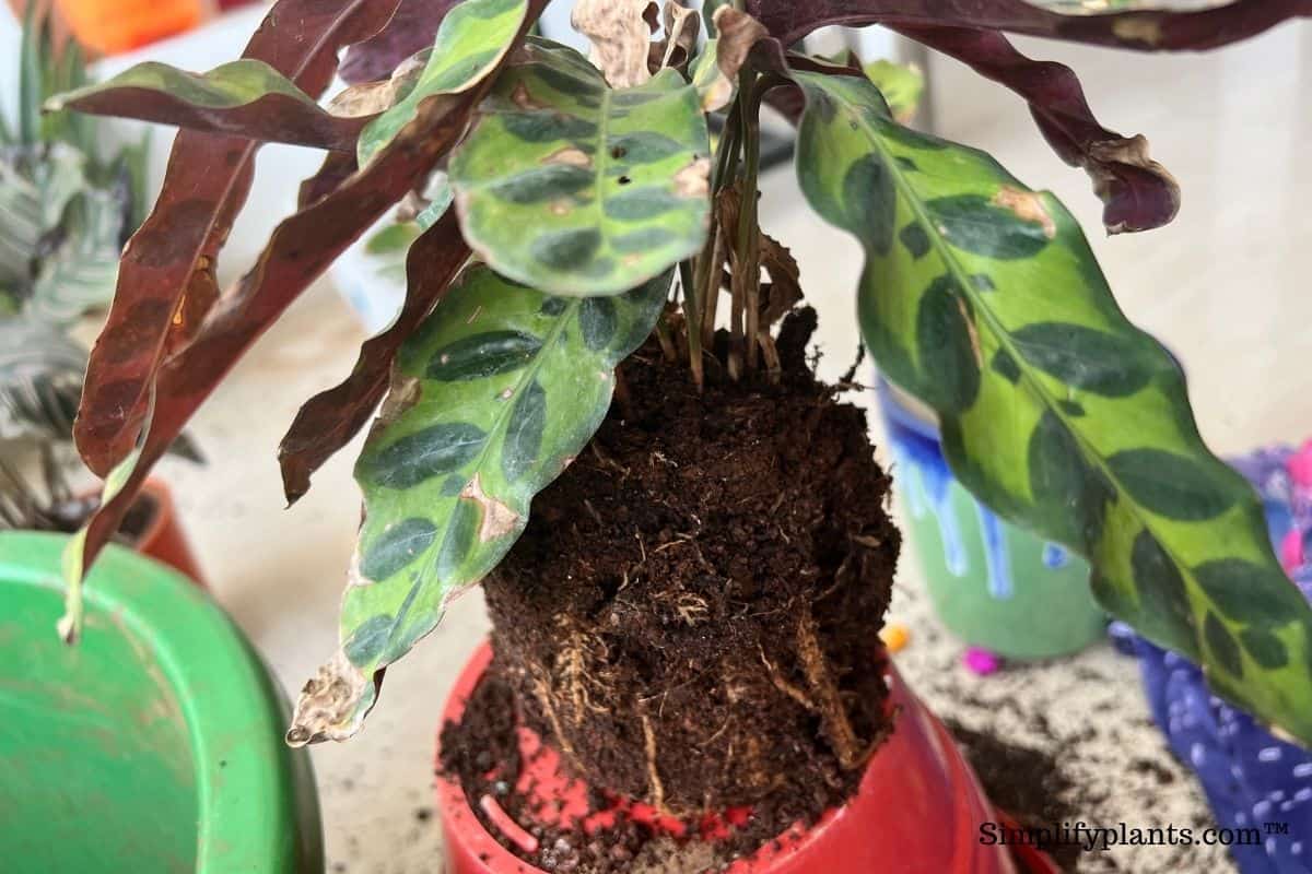 5 Reasons Why Your Calathea Leaves Are Curling » Simplify Plants