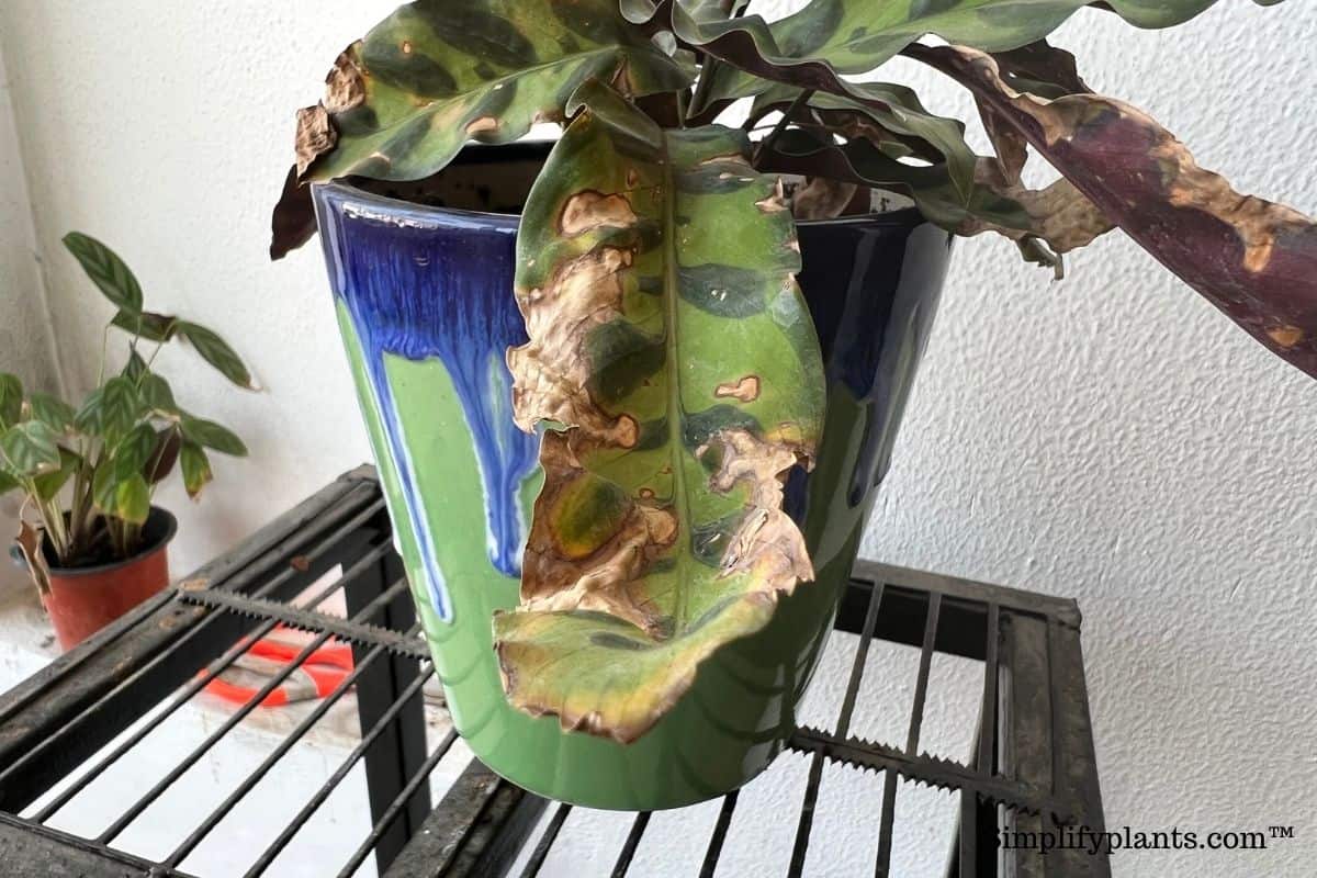 What Kind Of Soil Is Best For Calathea? (Best Soil Mix For Calathea