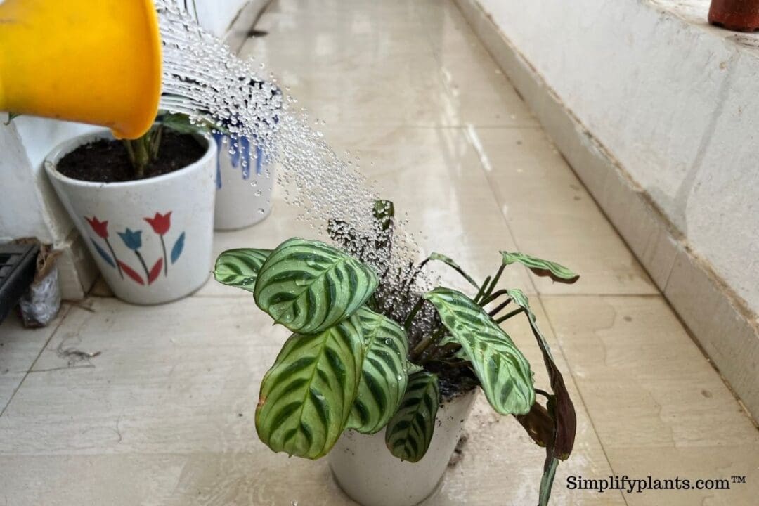 How Often To Water Calathea? (A Complete Calathea Watering Guide) » Simplify Plants