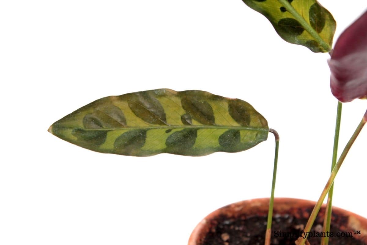 Why Is My Calathea Turning Yellow? (Possible Problems+Solution) » Simplify Plants