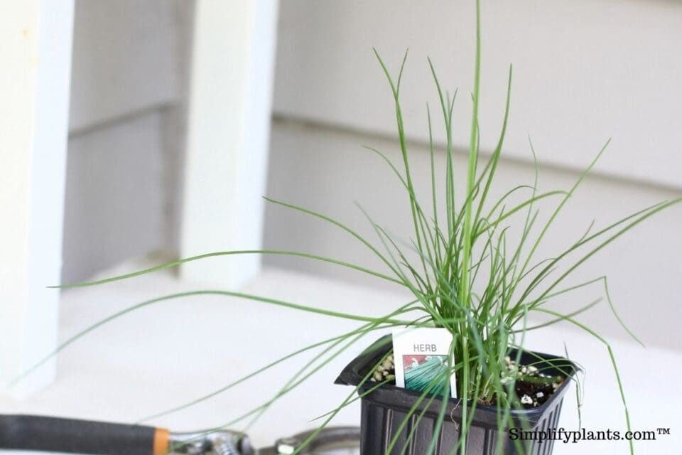 Best Indoor Plants To Repel Insects? (15 Plants With Brief Care