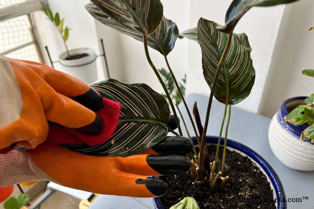 Why Are My Calathea Leaves Sticky? (Causes+How To Fix) » Simplify Plants