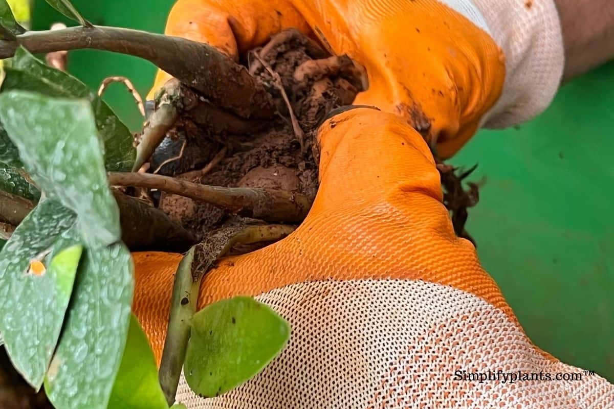 How To Fix Root Rot In Indoor Plants? (With Real Images) » Simplify Plants