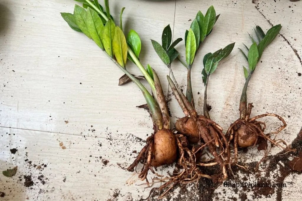 9 Signs Why Your ZZ Plant Is Dying » Simplify Plants