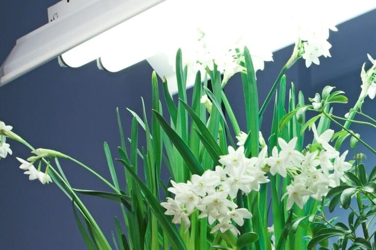 Should I Turn Off The Grow Light At Night? (+Best Time To Run Them