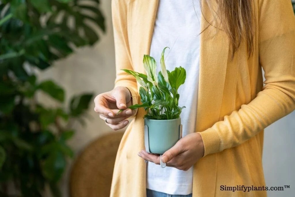 Why Is My Indoor Plant Sticky? (Causes+How To Fix) » Simplify Plants