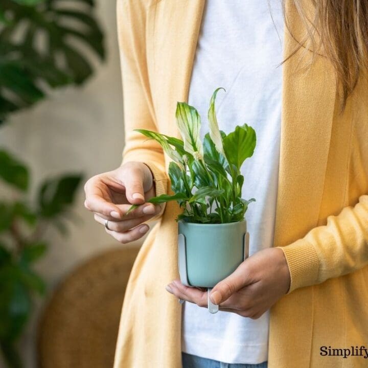 Why Is My Indoor Plant Sticky? (Causes+How To Fix) Simplify Plants