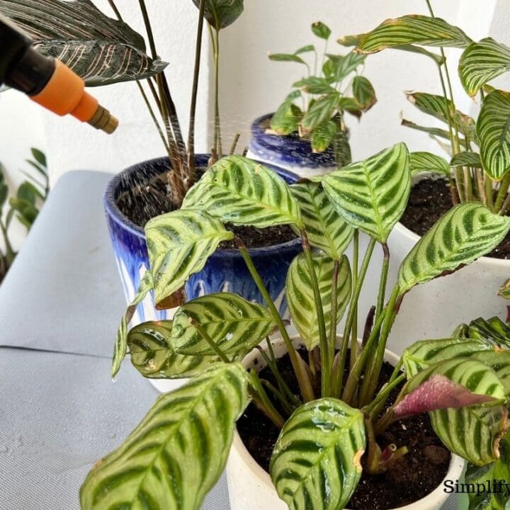 Should I Mist My Calathea Plant? (Calathea Humidity Requirements
