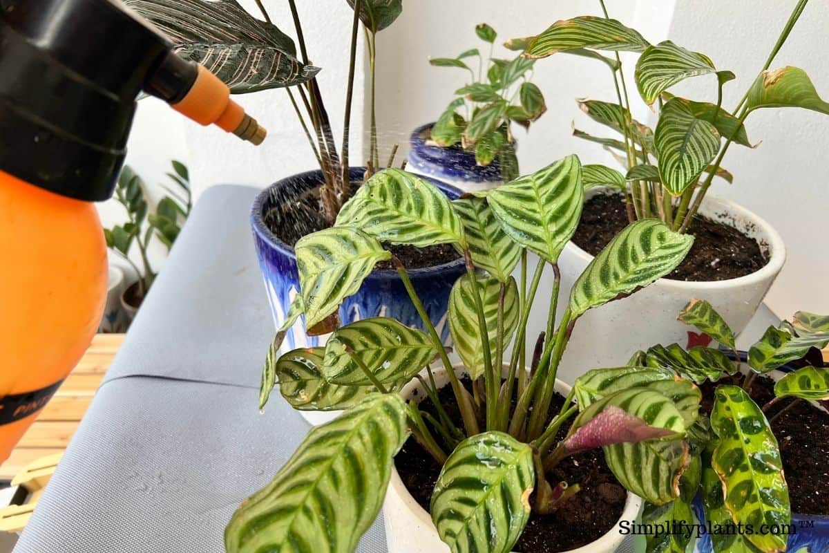 Should I Mist My Calathea Plant? (Calathea Humidity Requirements
