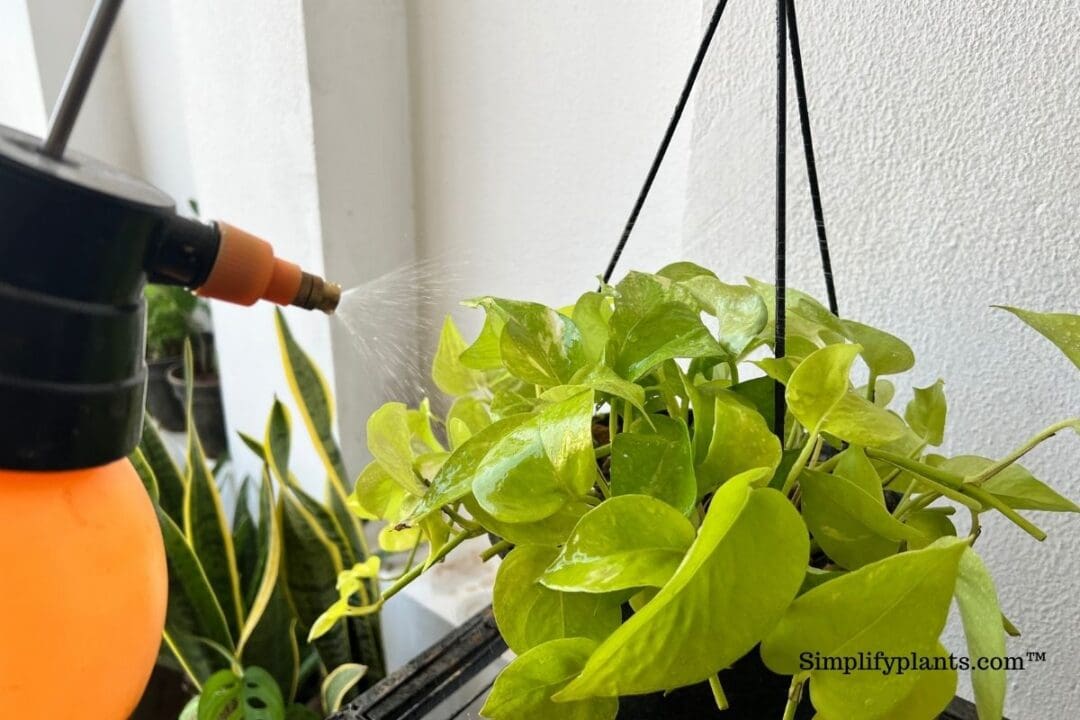 Do Indoor Plants Attract Ants? (+How Do You Get Rid Of Ants In House Plants) » Simplify Plants