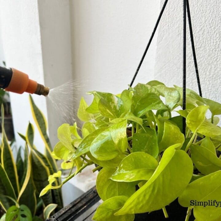 How Often Should Indoor Plants Be Misted? (Ideal Humidity+How To