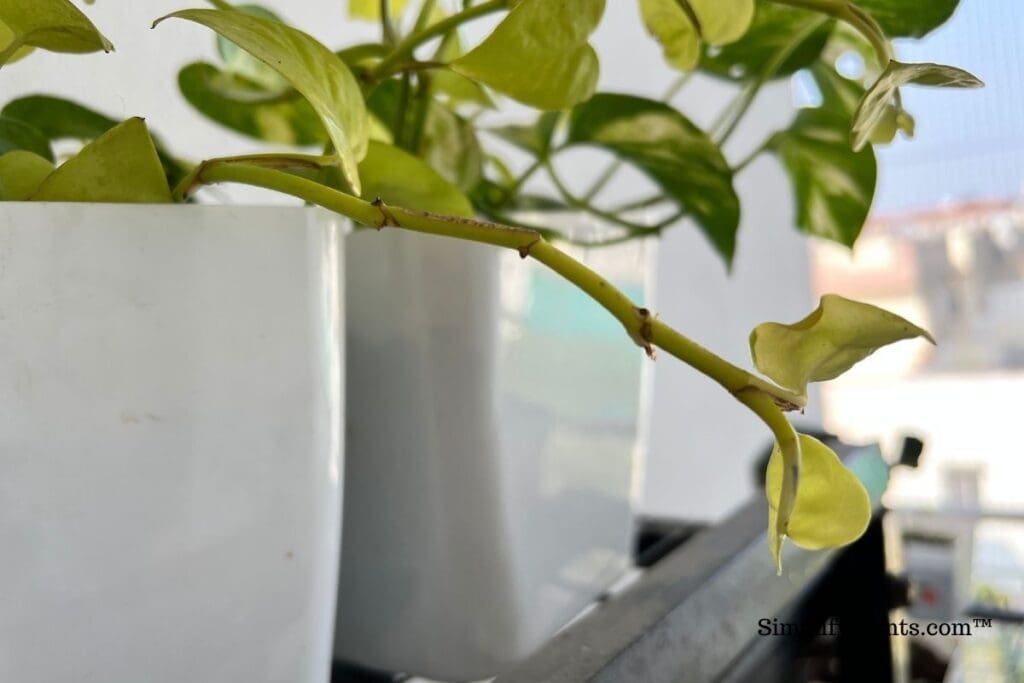 Why Are My Indoor Plants Leggy? (Reasons+ How To Fix With Images