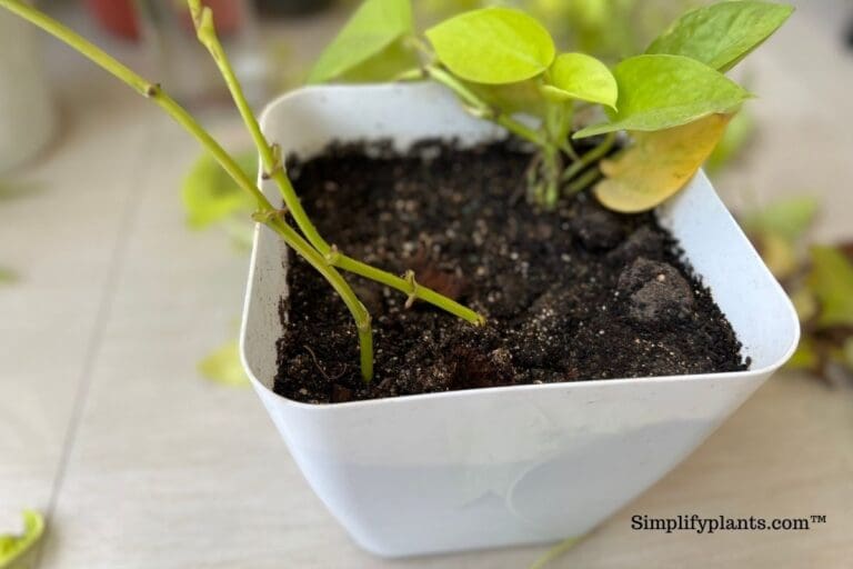 What Kind Of Pot Should I Use For Indoor Plants? (With Pros And Cons