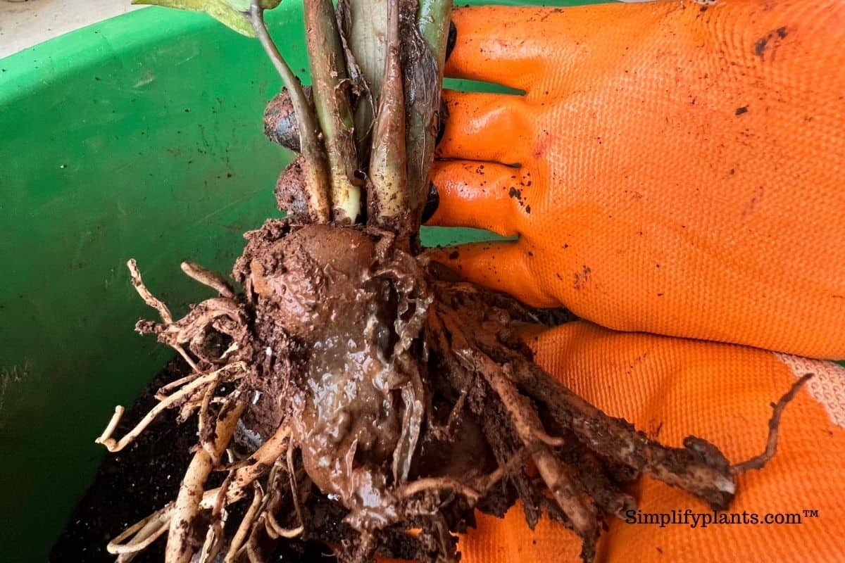 How To Fix Root Rot In Indoor Plants? (With Real Images) » Simplify Plants