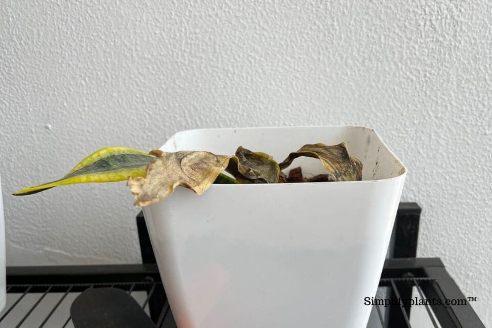 Indoor Plant Leaves Shriveling? (Causes+How To Fix) » Simplify Plants