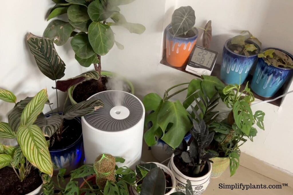 Are Self Watering Pots Good For Calathea? (+Best Picks) » Simplify Plants