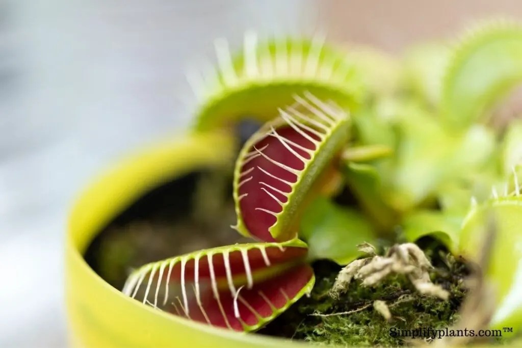 Can Flies Lay Eggs In Your Houseplants? » Simplify Plants