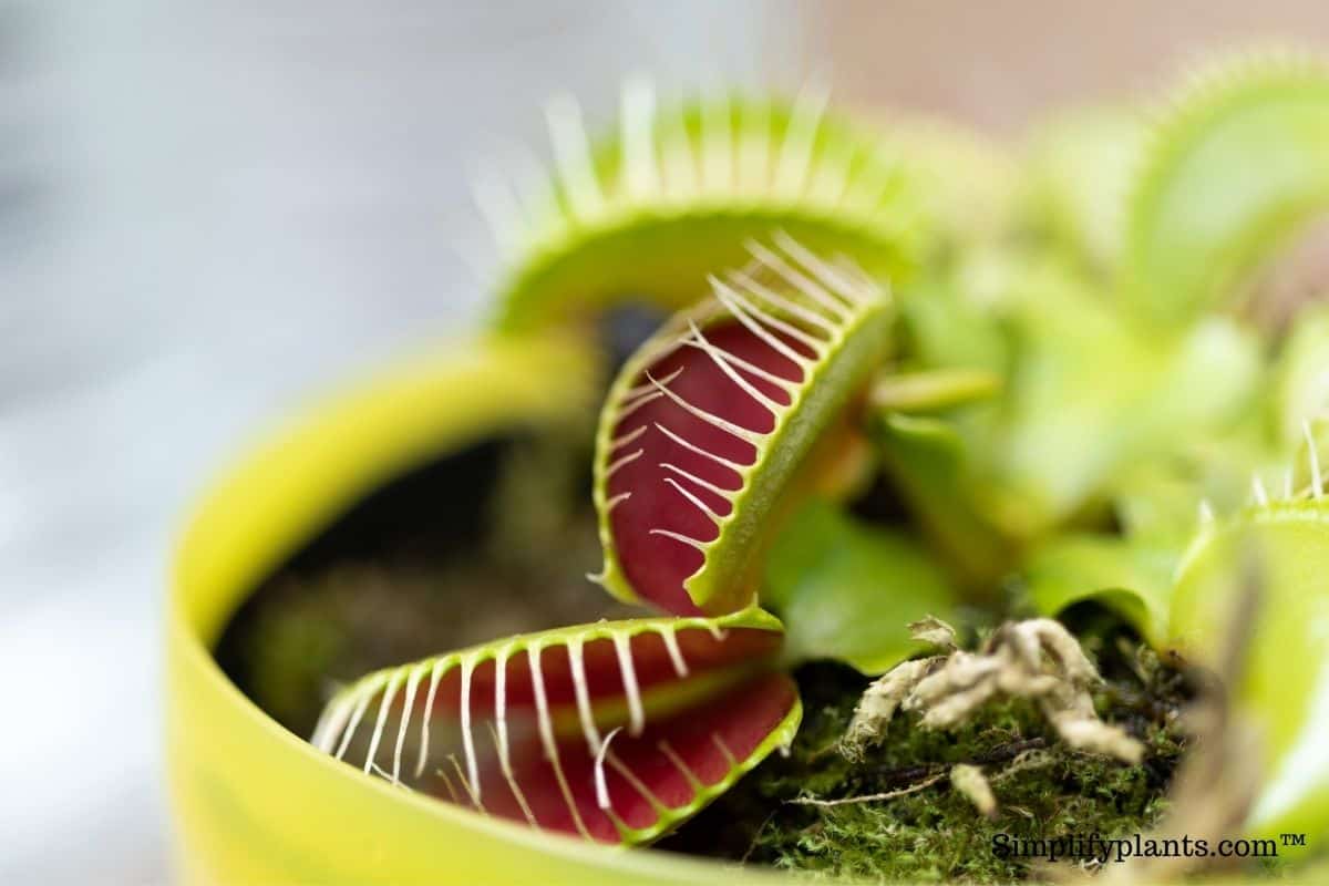Can Flies Lay Eggs In Your Houseplants? » Simplify Plants