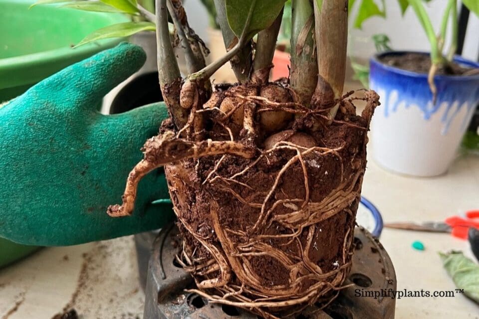 How To Take Plants Out Of Plastic Container? » Simplify Plants