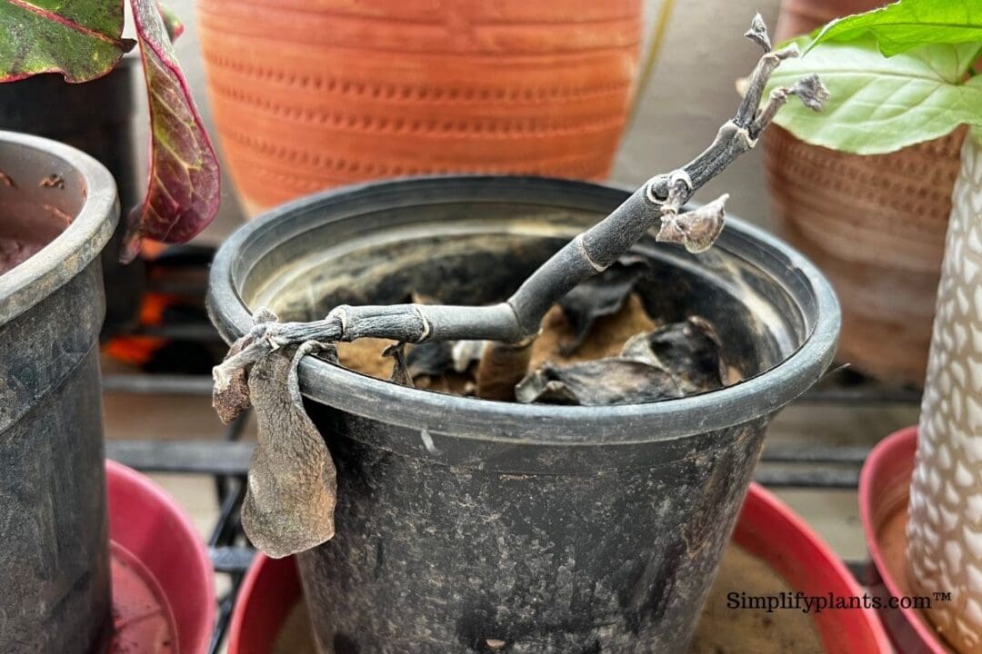 Will Vinegar Hurt Indoor Plants? (Bad Effects+When To Use) » Simplify