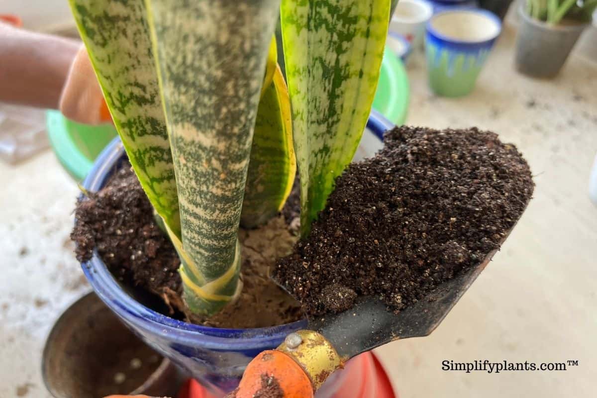 Should I Repot My Indoor Plants After Buying Them? (+Steps To Repot