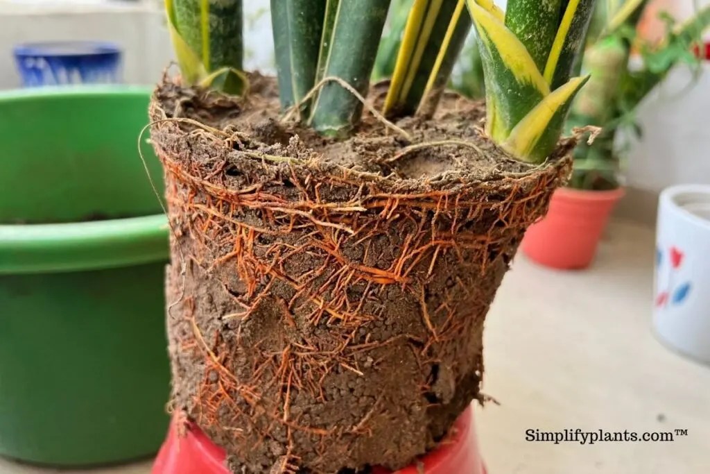 Do Snake Plants Like To Be Root Bound? (+When To Repot) » Simplify Plants