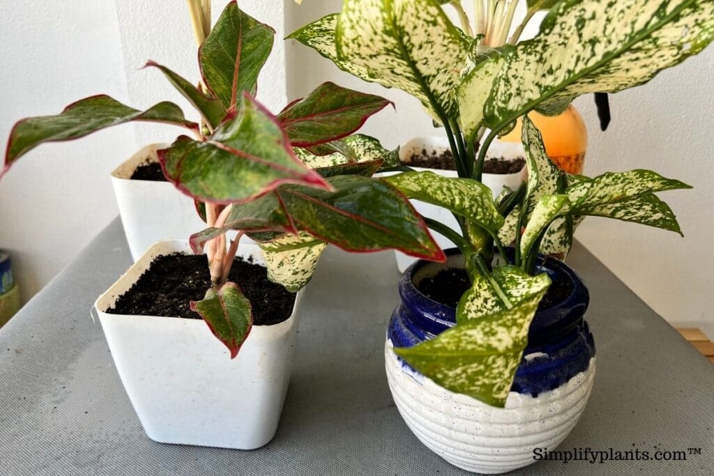 Is Chinese Evergreen Pet Safe? (Dogs, Cats & More) » Simplify Plants