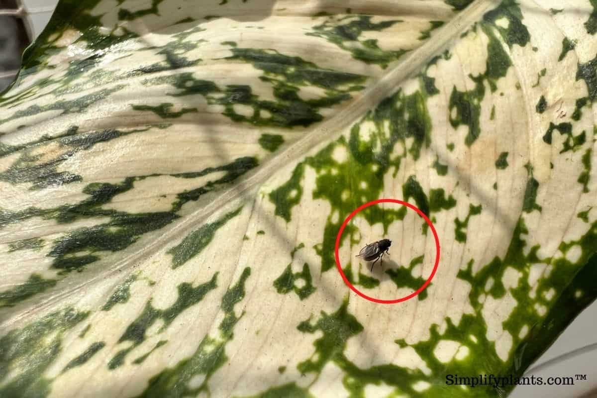 10 Reasons Why Your Chinese Evergreen Is Turning Brown » Simplify Plants