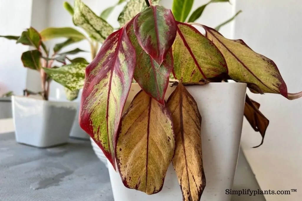 How Do You Revive A Chinese Evergreen Plant? (Possible Problems+Fix