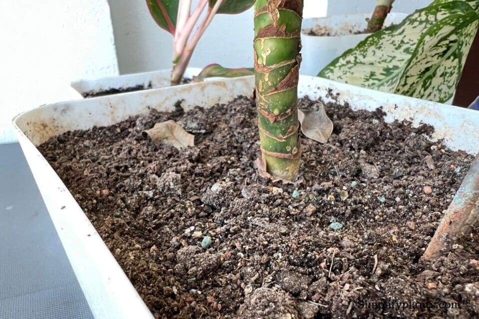 Why Is My Chinese Evergreen Turning Brown? (Possible Problems+Fix