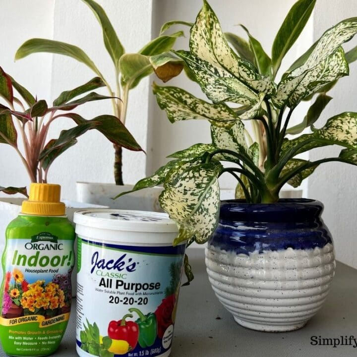 Does Chinese Evergreen Plant Needs Fertilizer? (How Often+Best