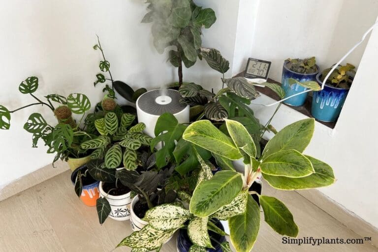 Why Is My Chinese Evergreen Turning Brown? (Possible Problems+Fix