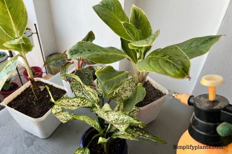 Should I Mist My Chinese Evergreen? (+Humidity Guide) » Simplify Plants