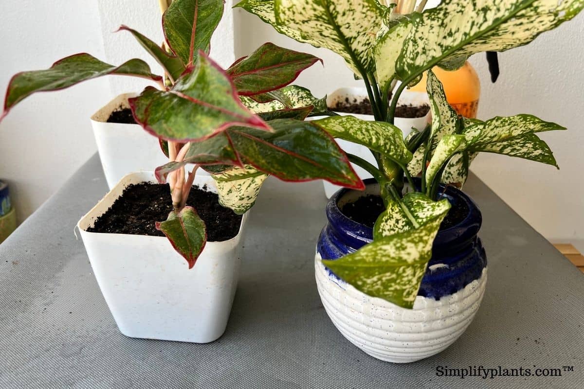 Why Is My Chinese Evergreen Dying? (Problems+How To Fix) Simplify Plants