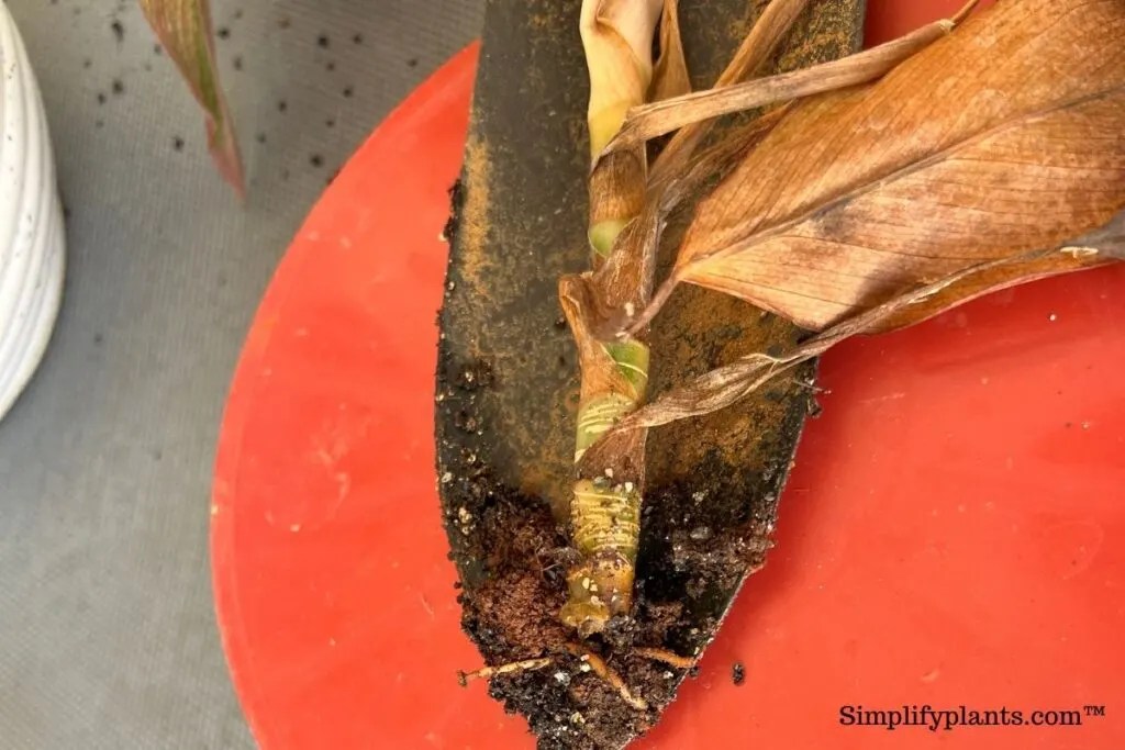 How Do You Revive A Chinese Evergreen Plant? (Possible Problems+Fix