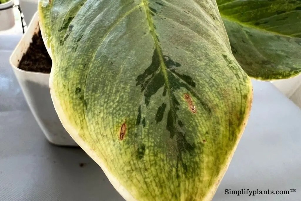 Can Chinese Evergreen Get Too Much Sun? (Aglaonema Got Sunburn
