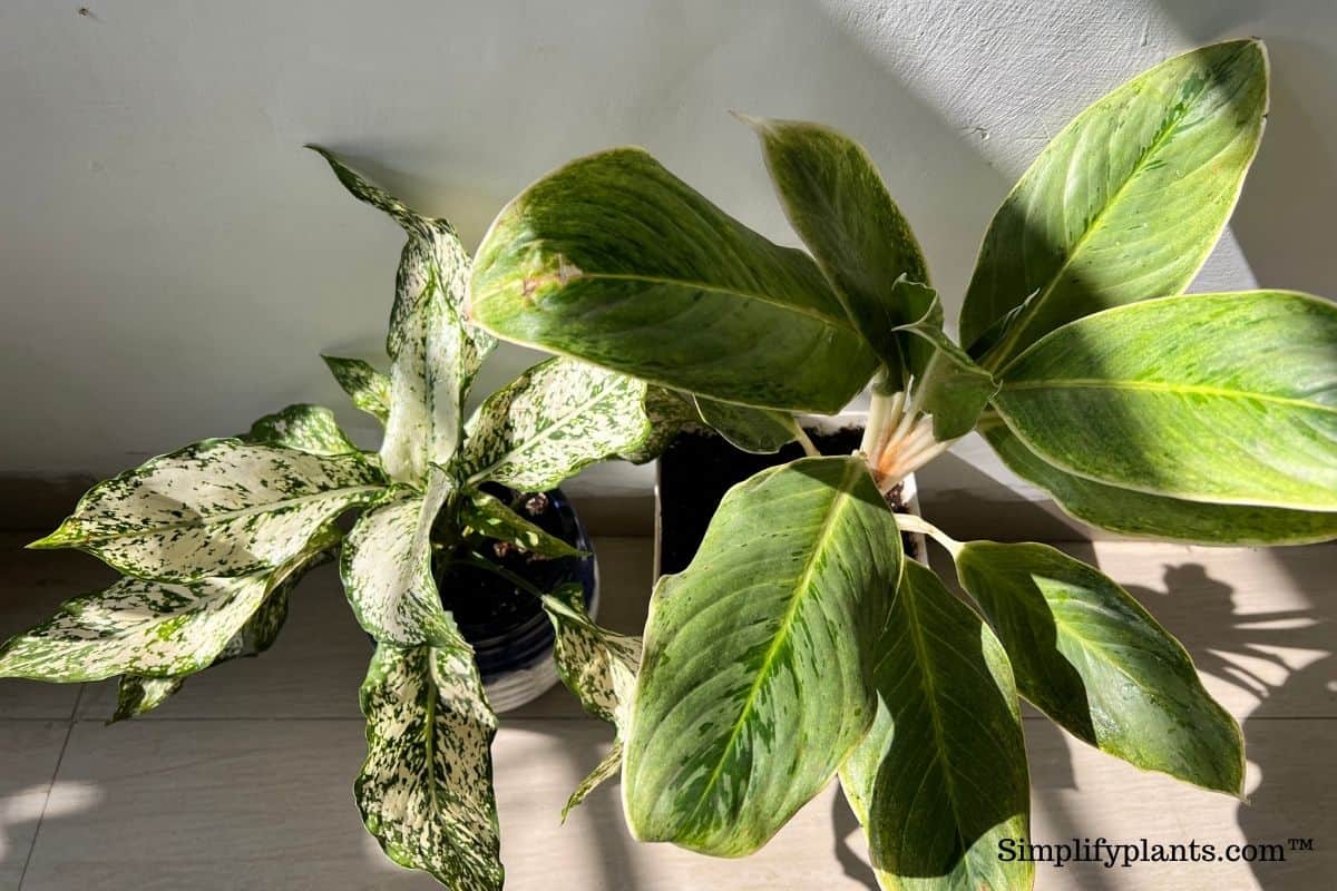 Why Is My Chinese Evergreen Turning Brown? (Possible Problems+Fix