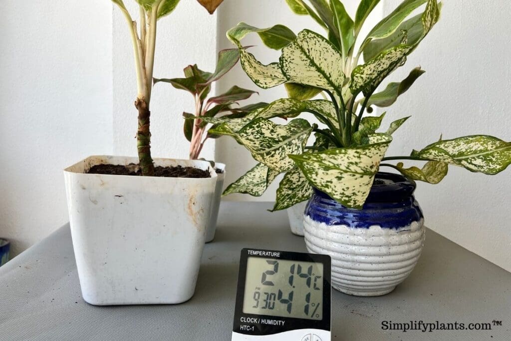 Why Is My Chinese Evergreen Not Growing? (Possible Problems+Fix) » Simplify Plants