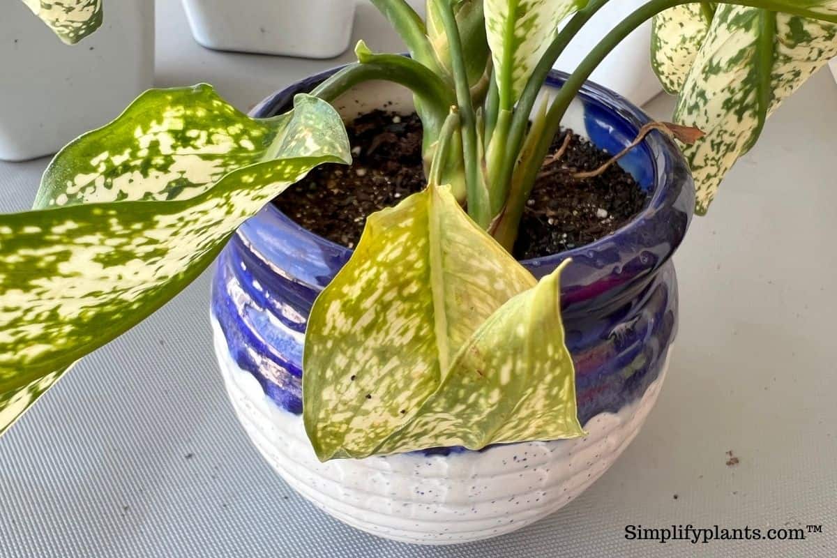 How To Prune Chinese Evergreen? (StepbyStep Guide) » Simplify Plants