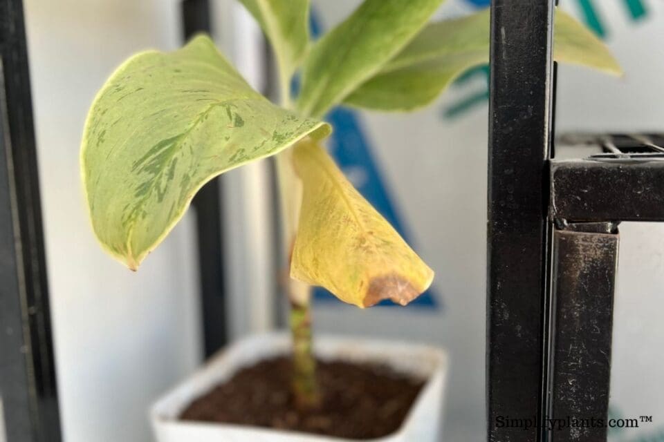 Why Are My Chinese Evergreen Leaves Turning Yellow (Causes+Fix