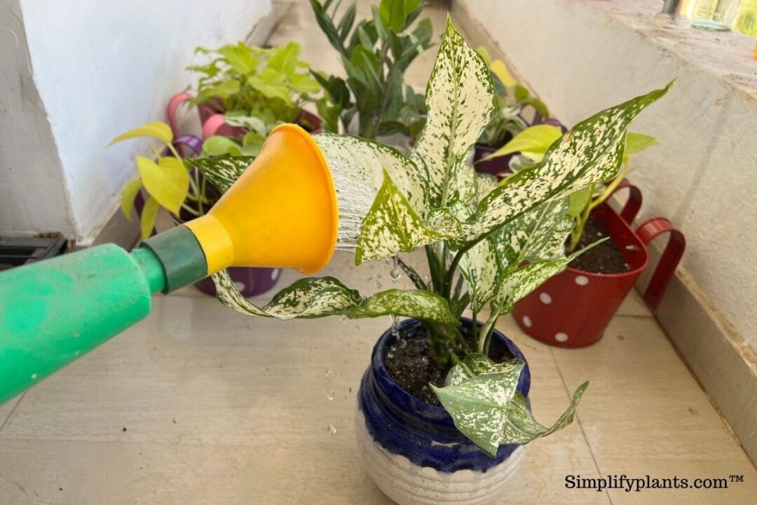 How Much Water Does A Chinese Evergreen Need? (How Often+Summer