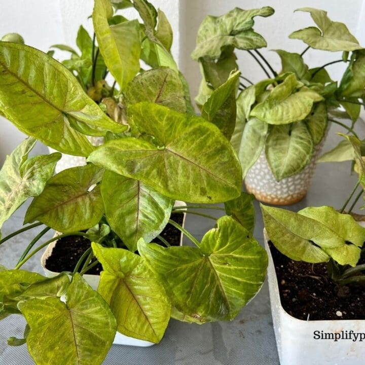 Is Arrowhead Plant Poisonous? (Cats, Dogs and Small Animals) Simplify