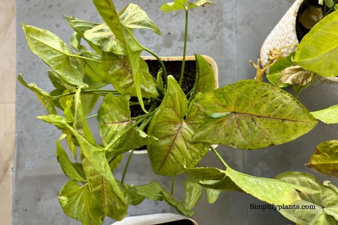 How Fast Do Arrowhead Plants Grow? (Arrowhead Plant Growth Rate