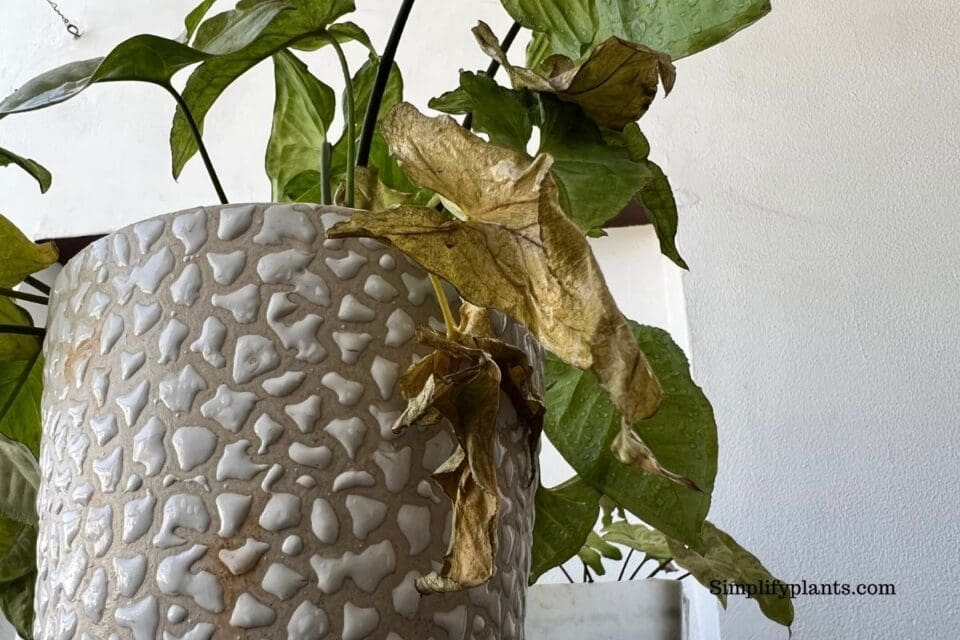 Why Is My Arrowhead Plant Turning Brown? (Causes+Fix) » Simplify Plants