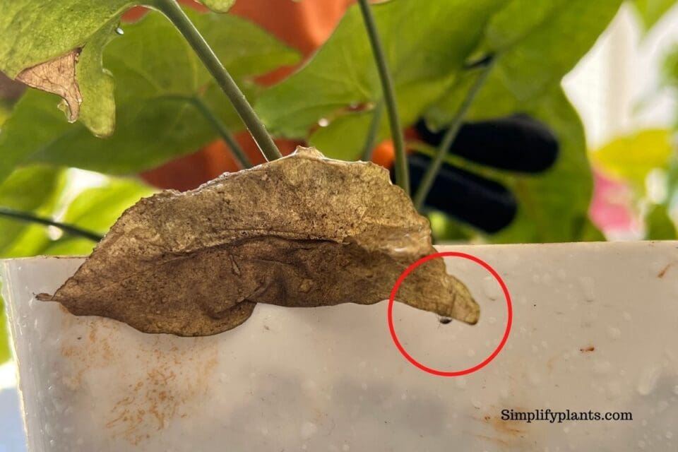 Bugs On Arrowhead Plant Common Pests+How To Get Rid Of Them » Simplify