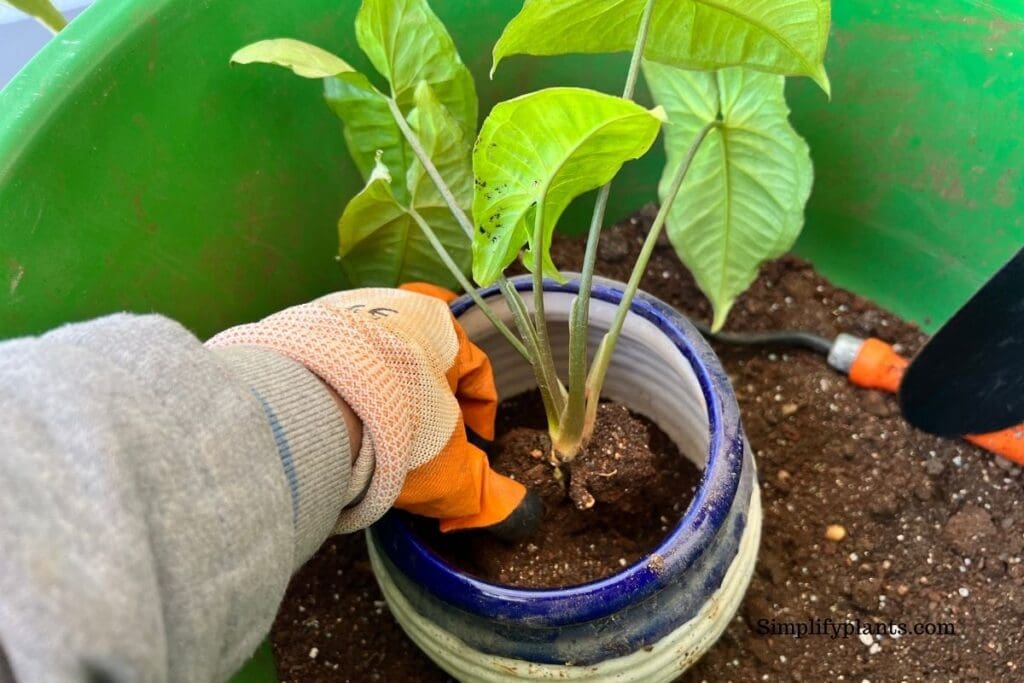 When To Repot Arrowhead Plant? (Best Time+How To) » Simplify Plants