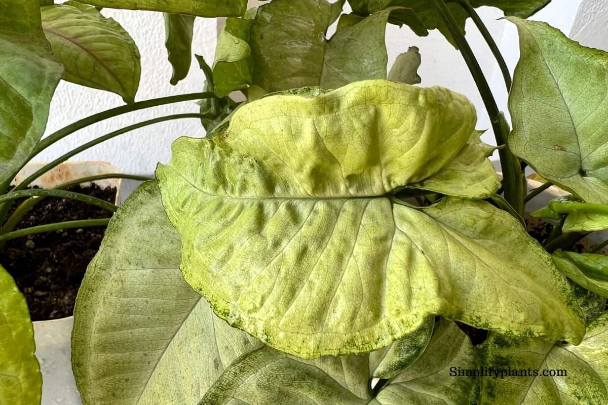 Why Is My Arrowhead Plant Drooping? (Causes+How To Fix) Simplify Plants