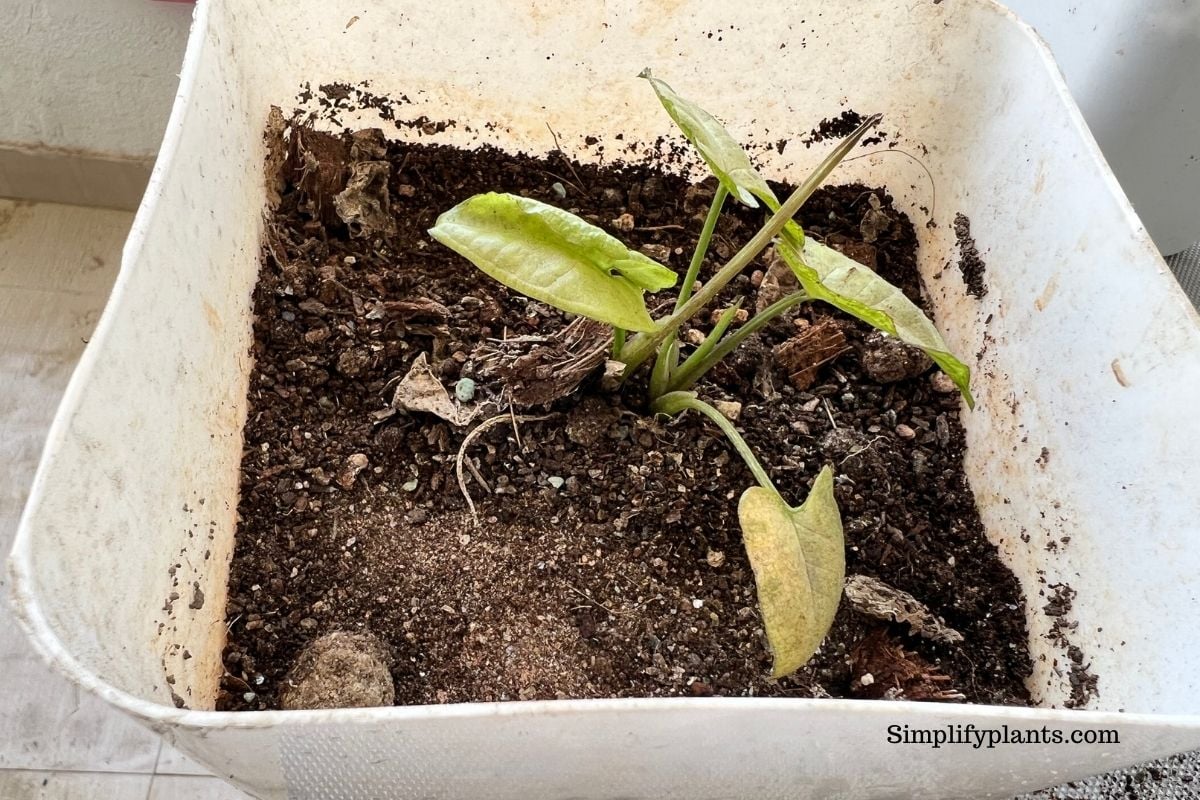How Long Can House Plants Go Without Water? (With 25 Examples