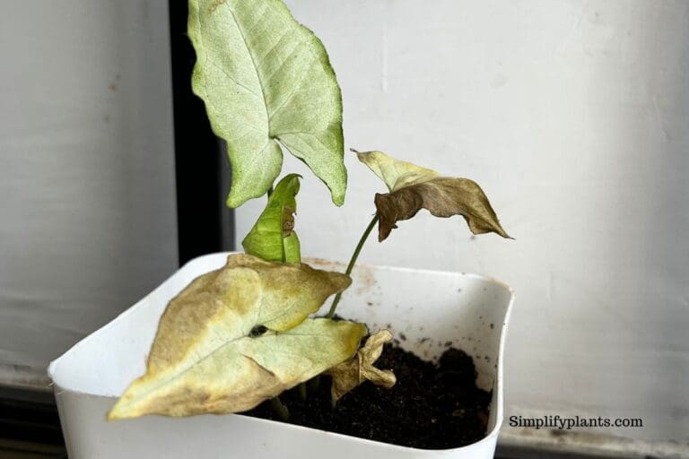 Why Is My Arrowhead Plant Turning Yellow? (Problems+How To Fix