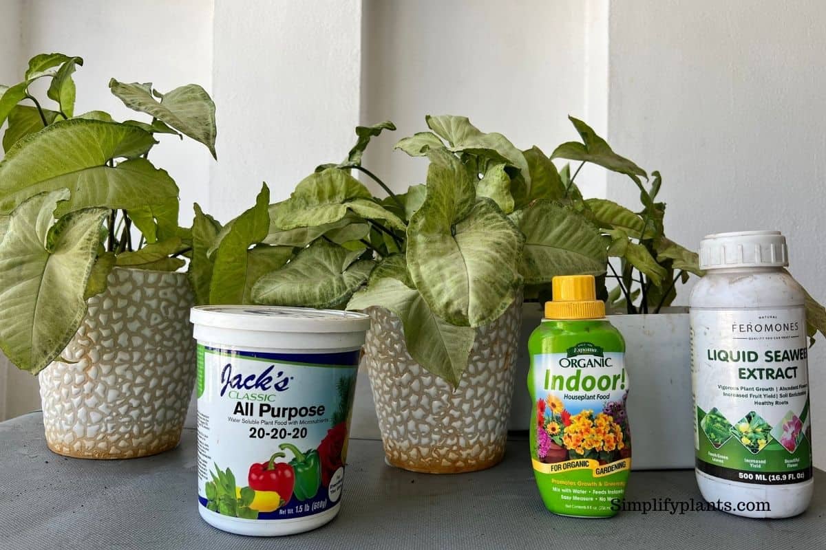 How Often Should You Fertilize Arrowhead Plant? (Best Fertilizer For